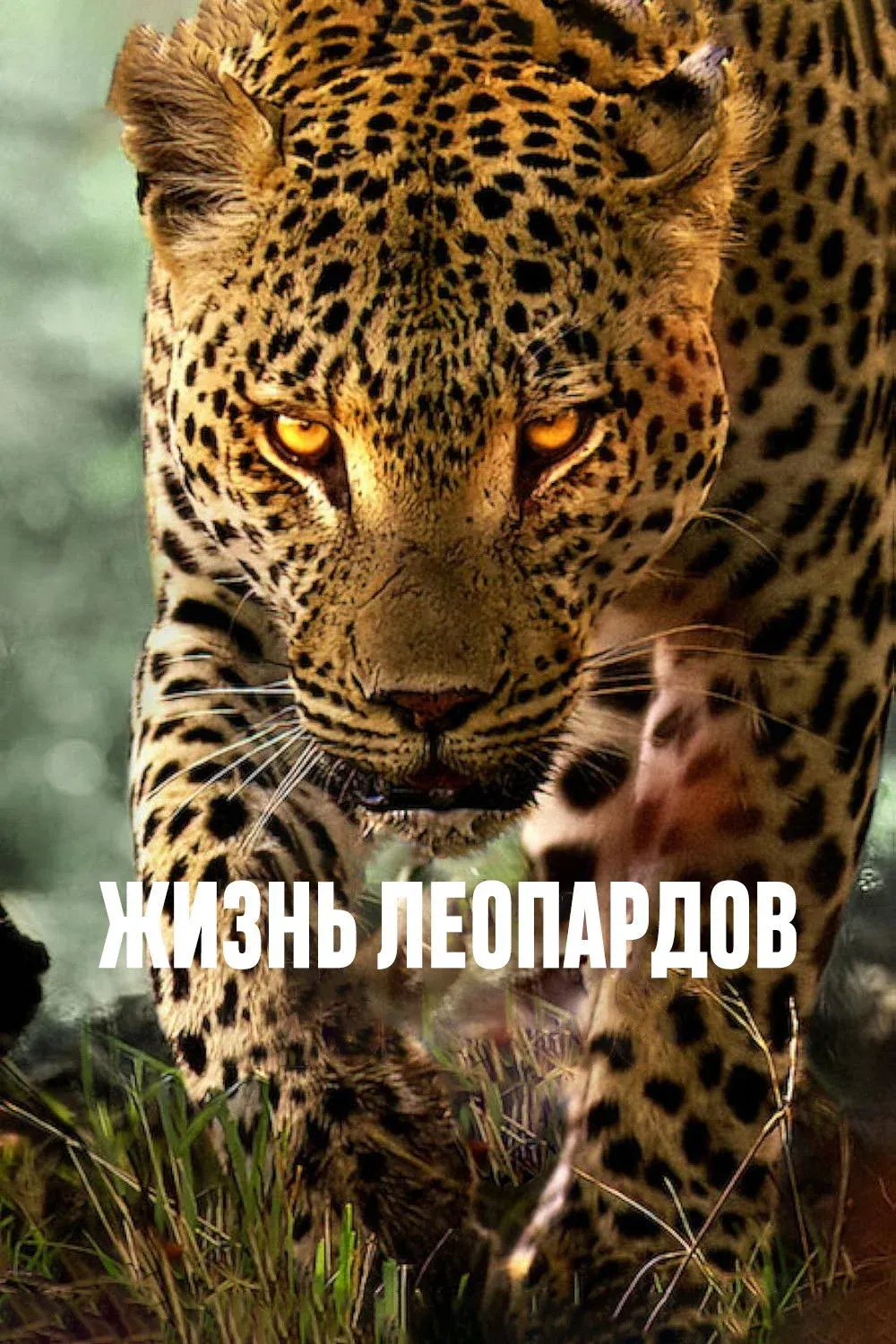 Постер фильма Жизнь леопардов
