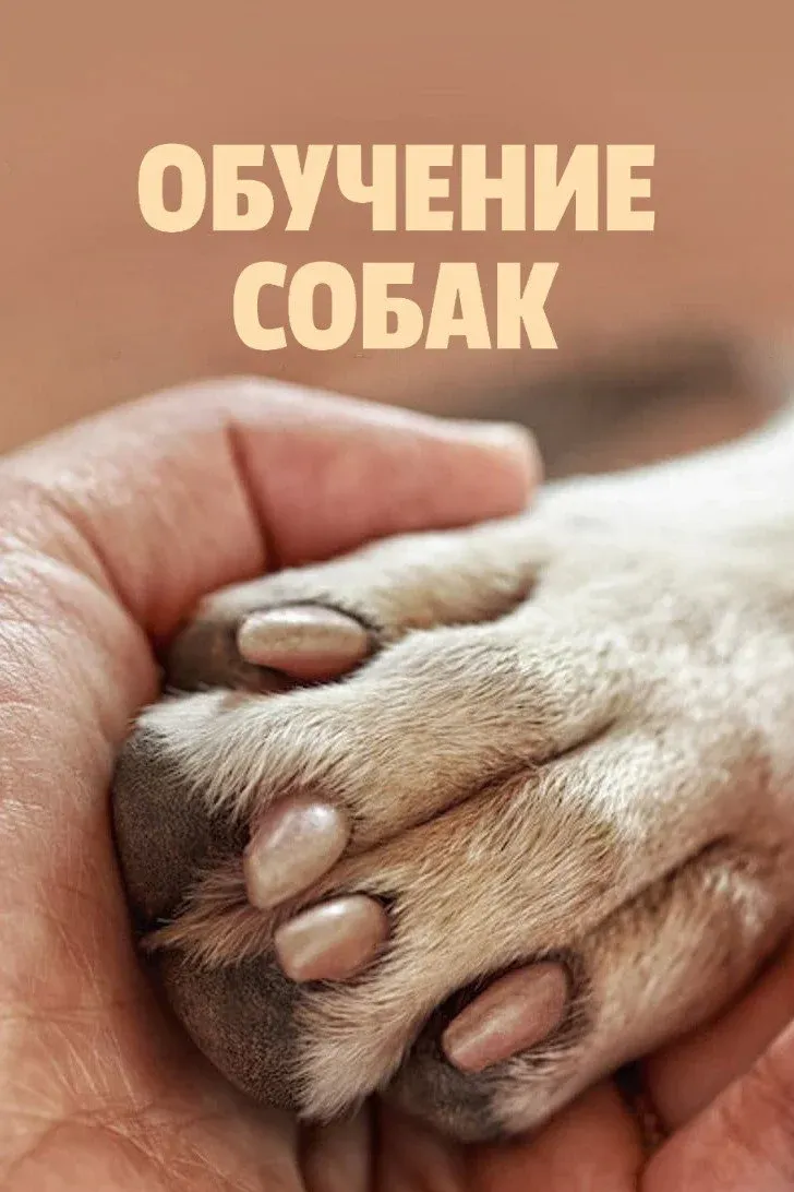 Постер фильма Обучение собак
