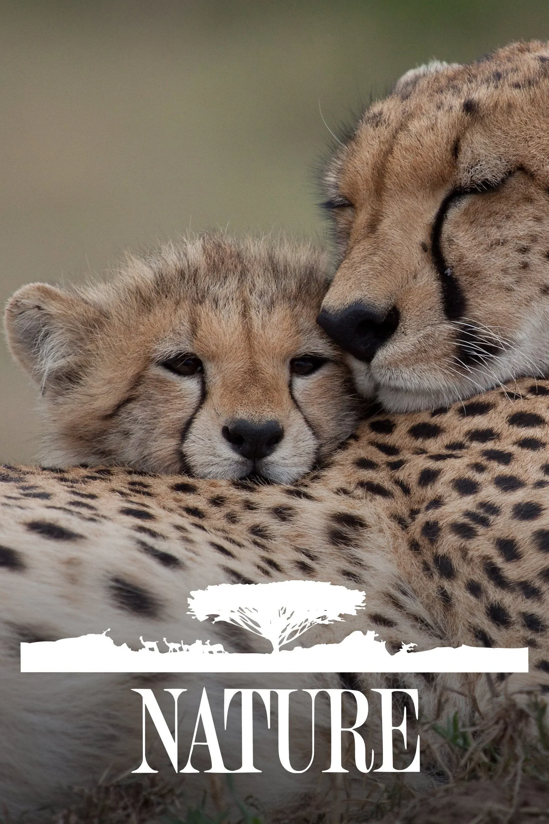 Постер фильма Природа