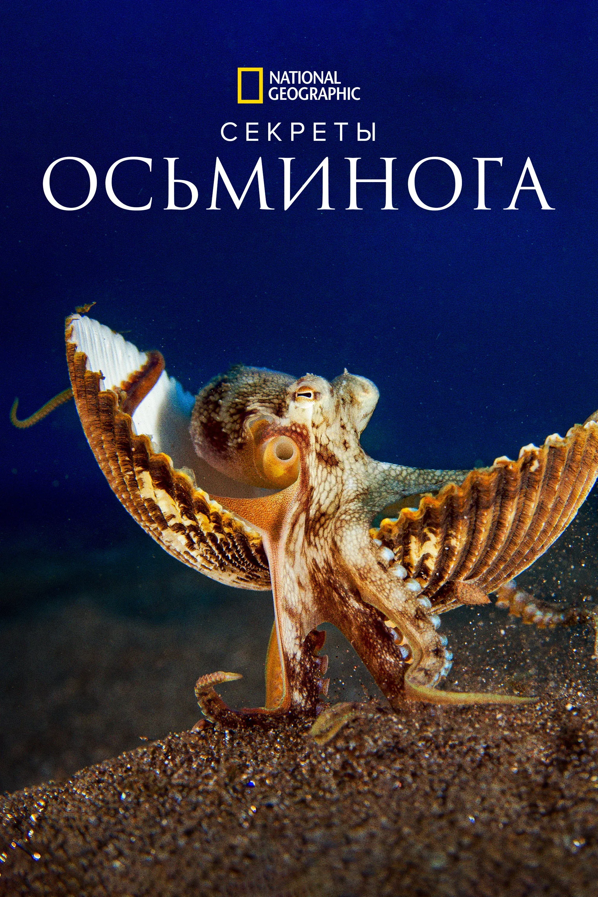Постер фильма Секреты осьминога