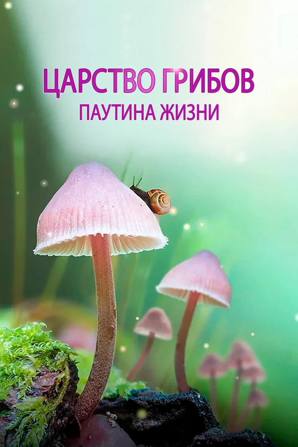Постер фильма Царство грибов: паутина жизни