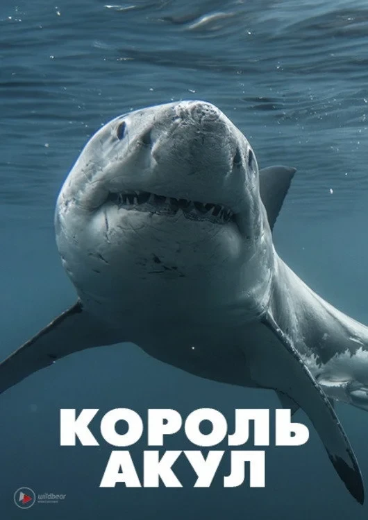 Постер фильма Король акул