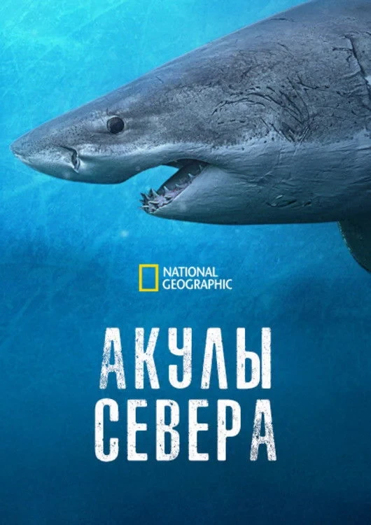 Постер фильма Акулы севера