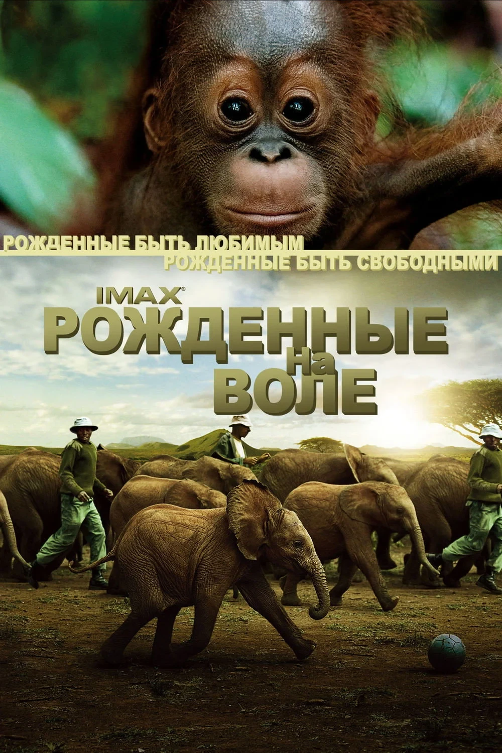 Постер фильма Рожденные на воле