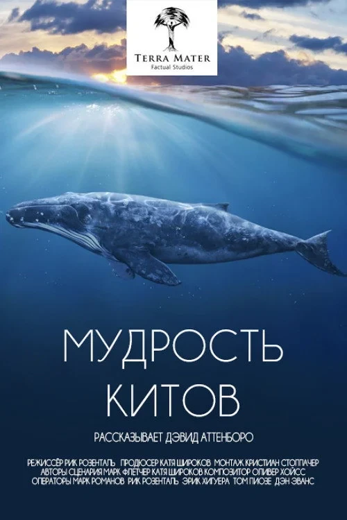 Постер фильма Мудрость китов