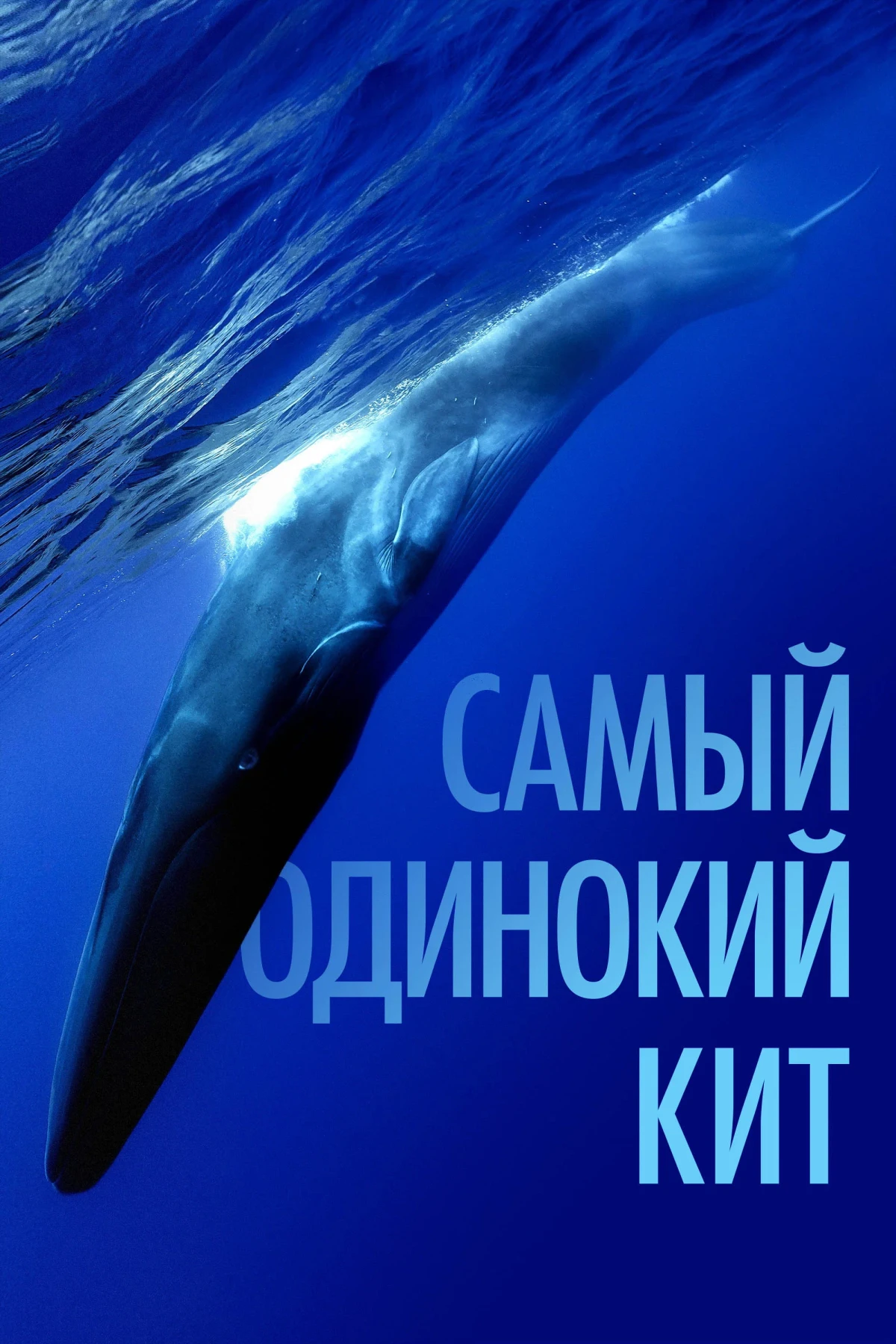 Постер фильма Самый одинокий кит