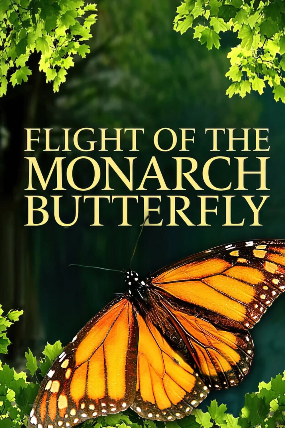 Постер фильма Полет бабочки 3D