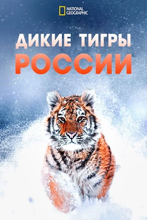 Постер фильма Дикие тигры России