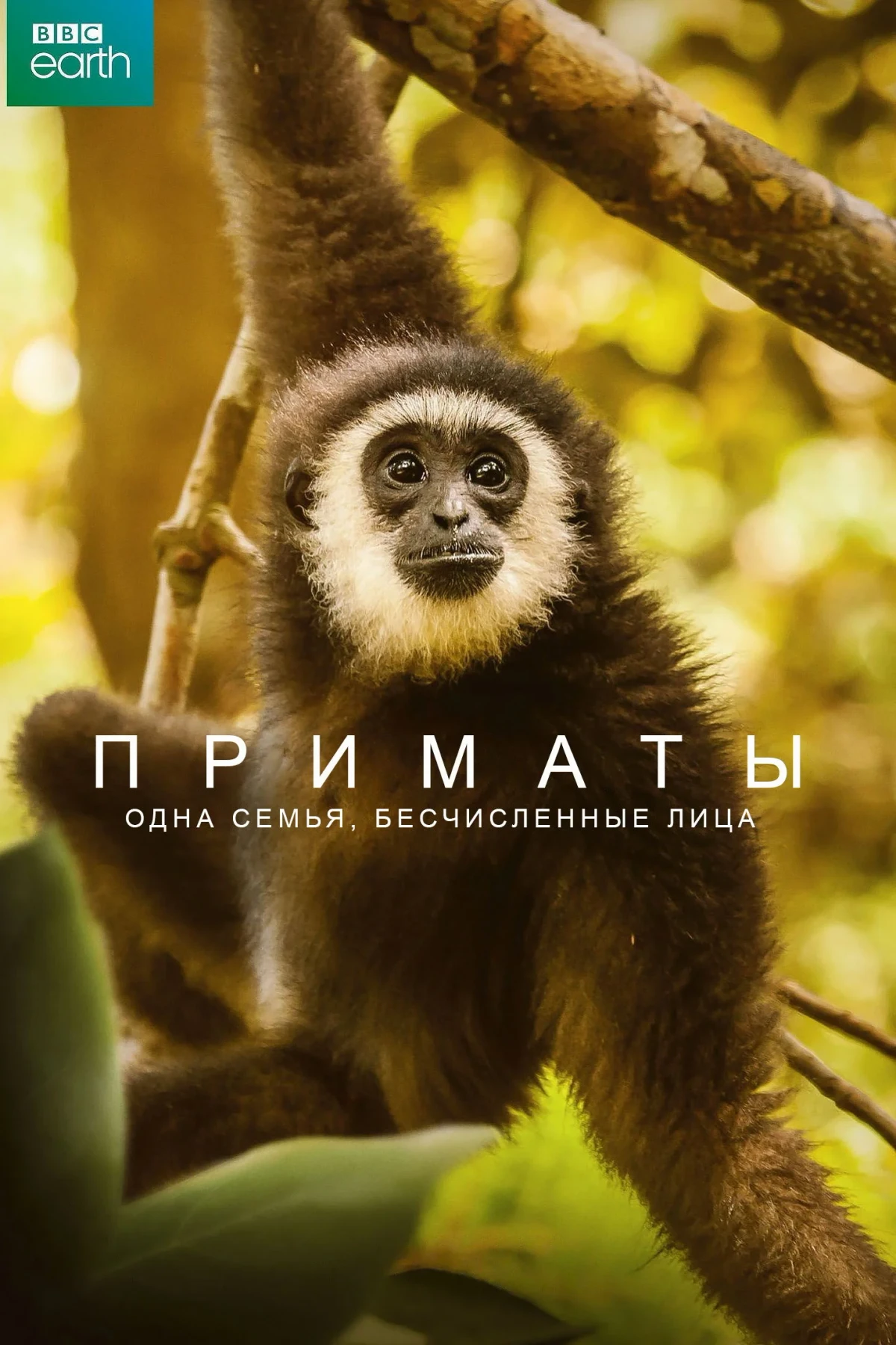 Постер сериалаПриматы