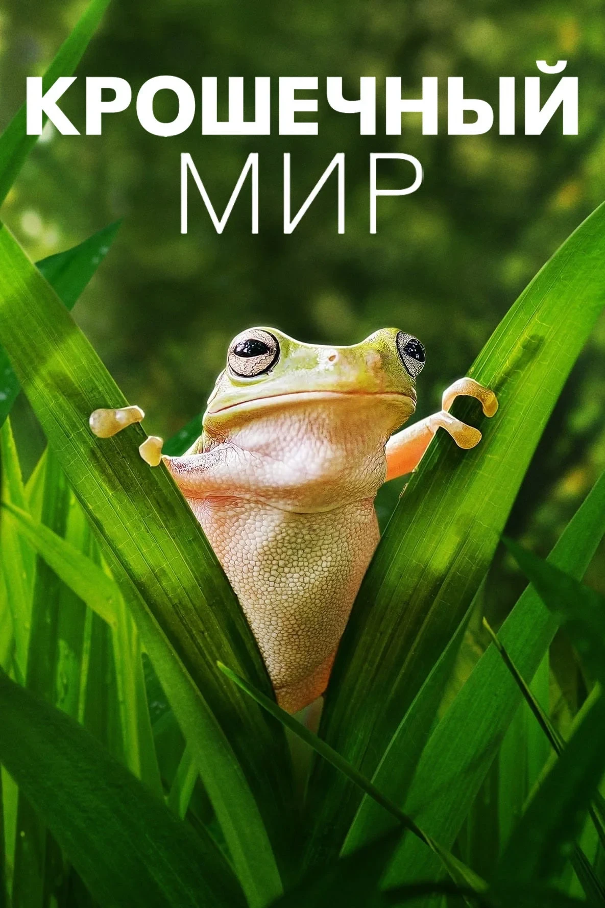 Постер сериалаКрошечный мир