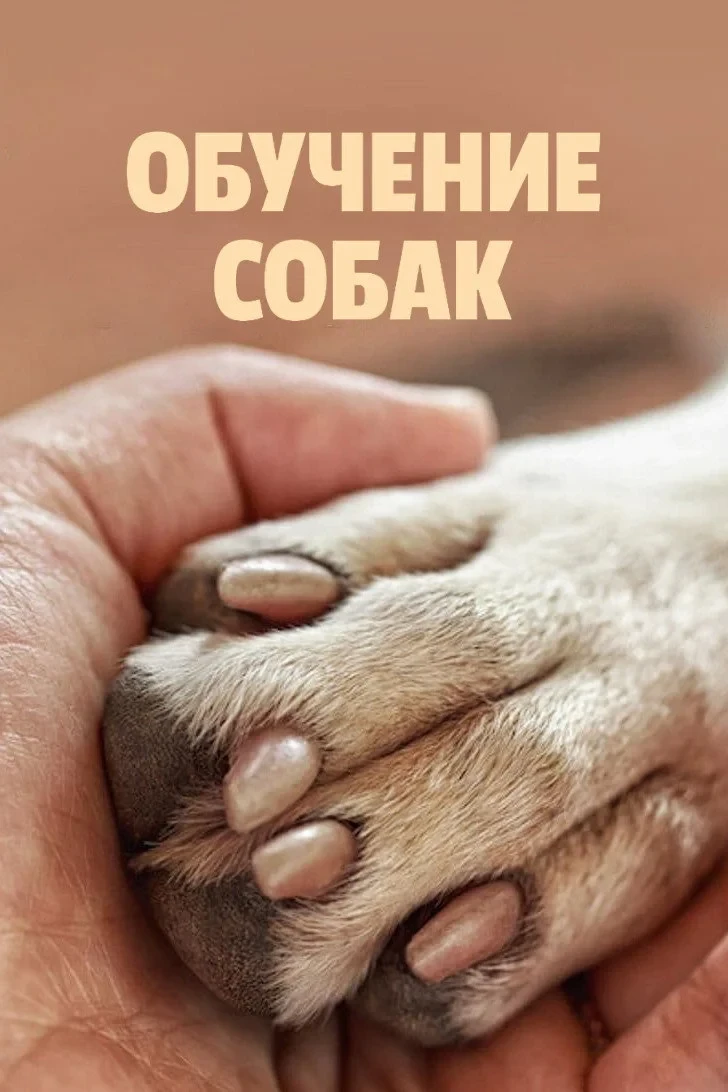Постер сериалаОбучение собак