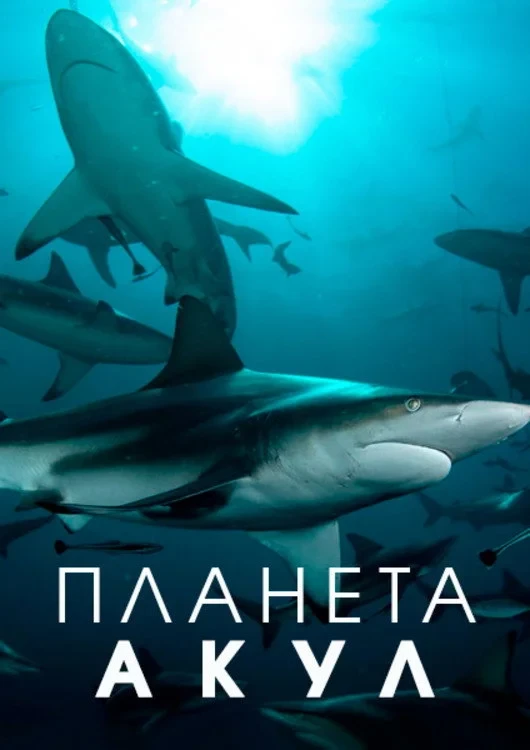 Постер сериалаПланета акул