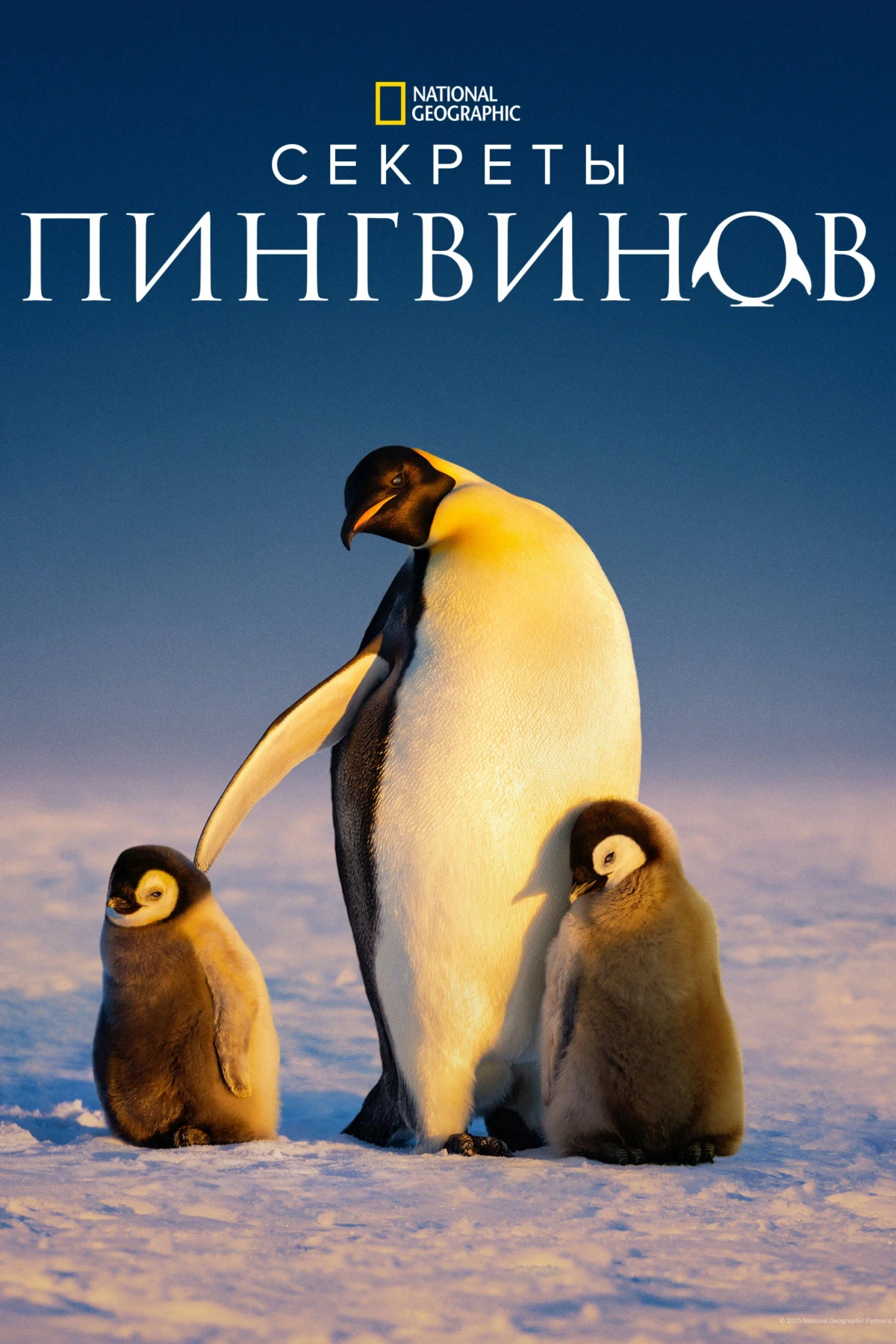 Постер сериалаСекреты пингвинов