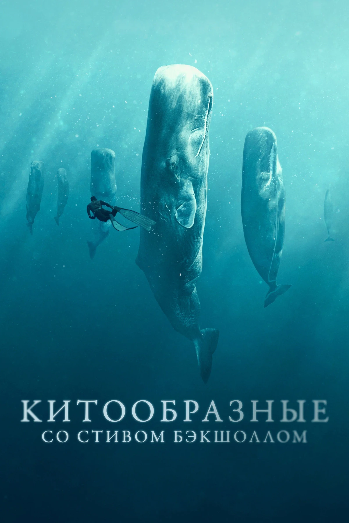 Постер сериалаКитообразные со Стивом Бэкшоллом