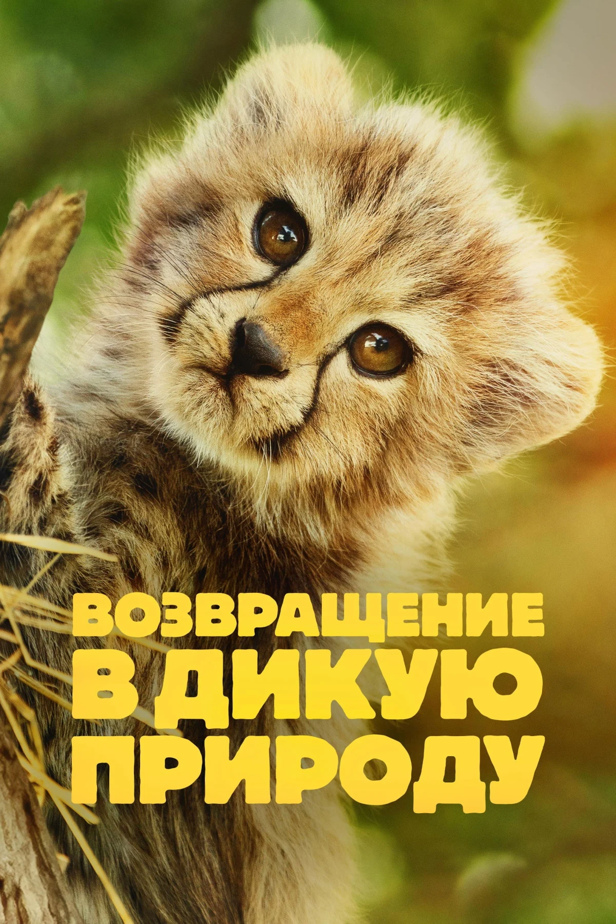 Постер сериалаВозвращение в дикую природу