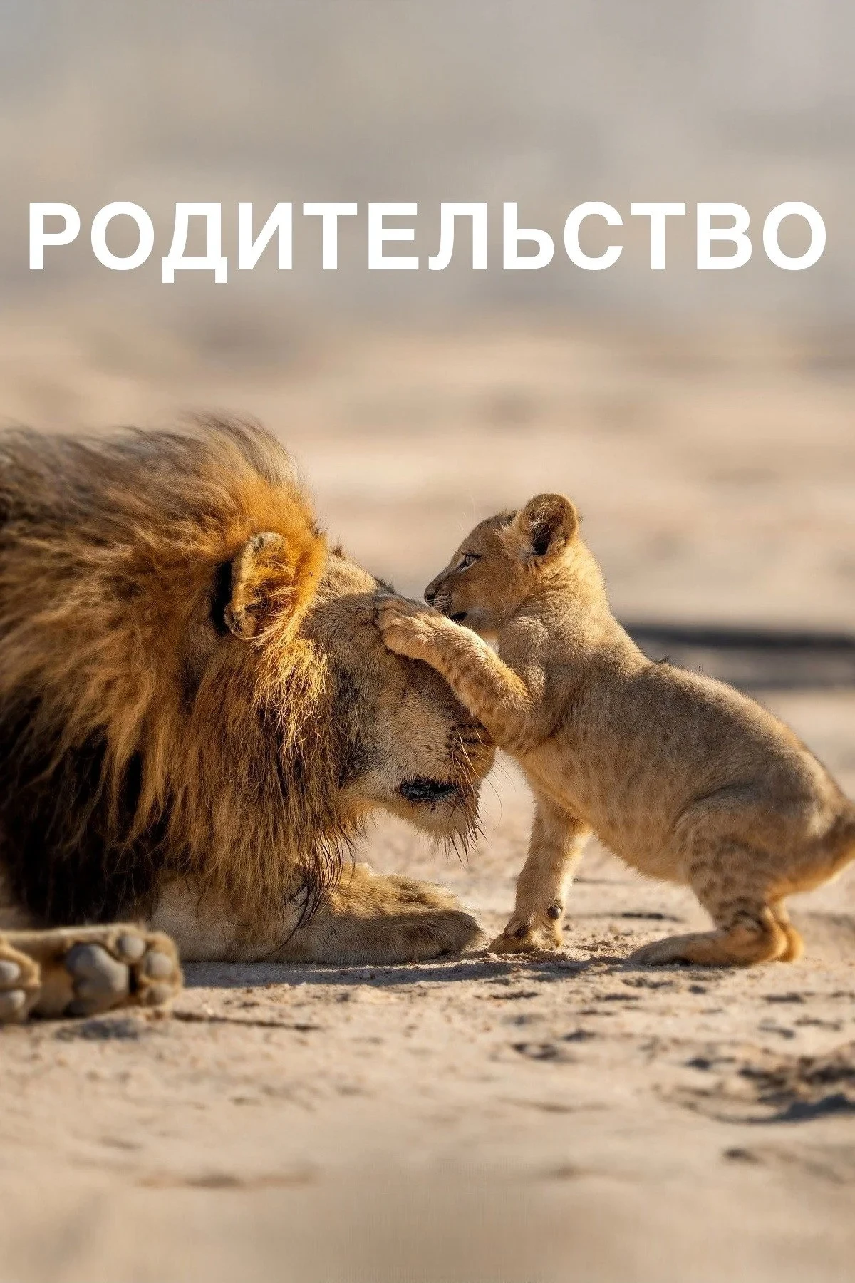 Постер сериалаРодительство