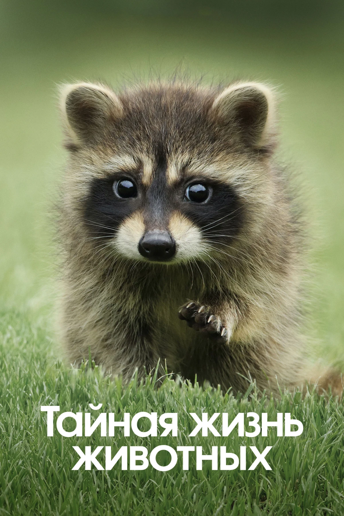 Постер сериалаТайная жизнь животных