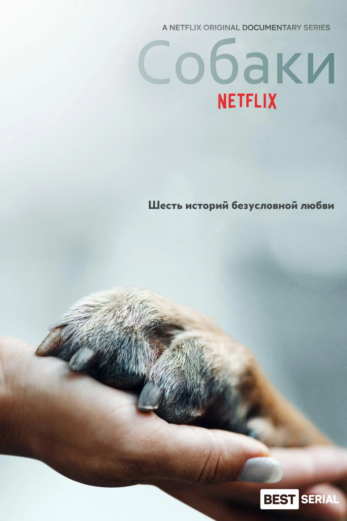 Постер сериалаСобаки