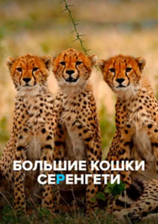 Постер фильма Большие кошки Серенгети