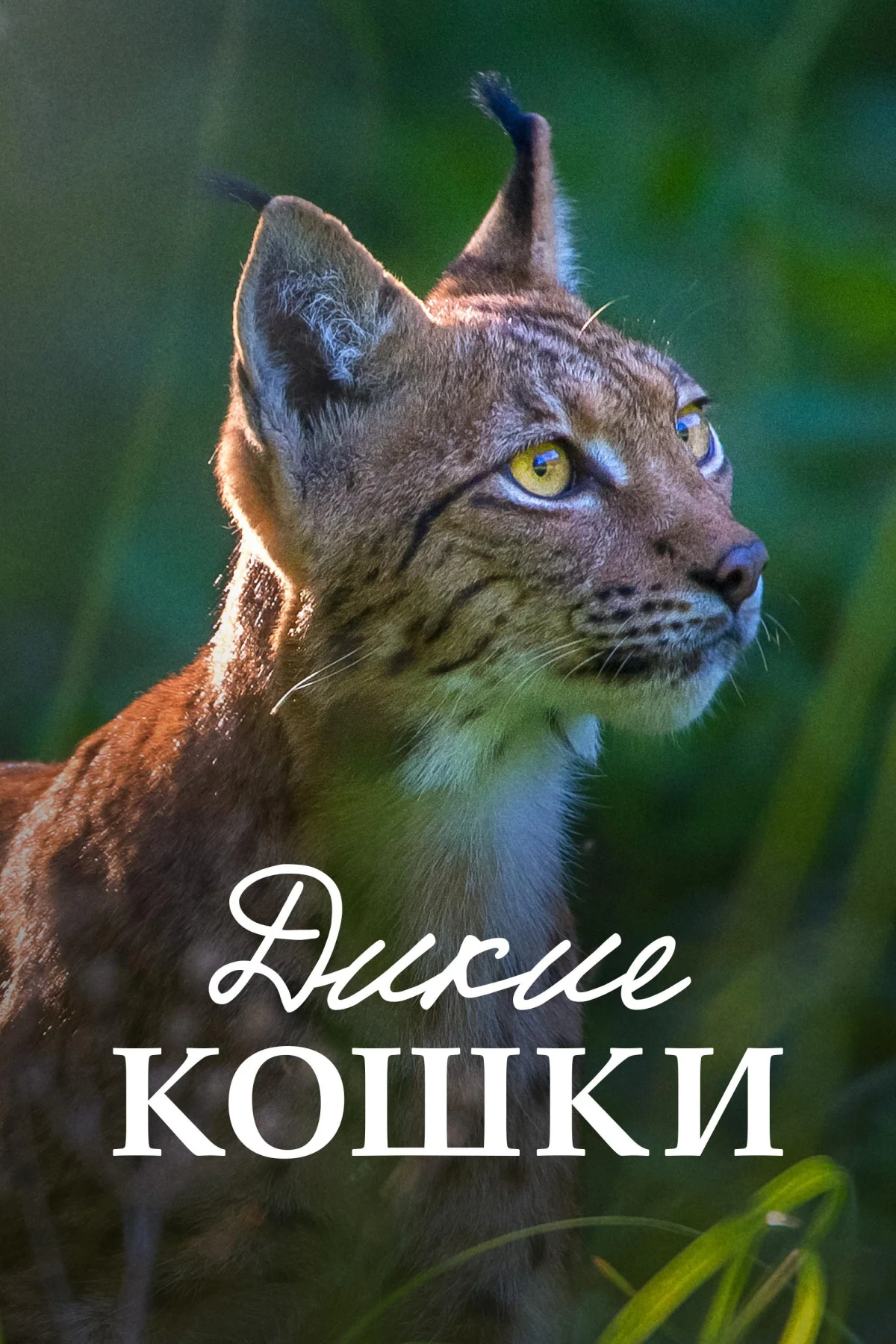 Постер фильма Дикие кошки